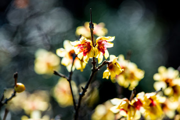 高尾山のロウバイ