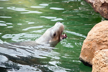 the sealion has his mouth open
