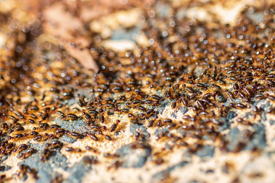 Macro photography of termites looking for food