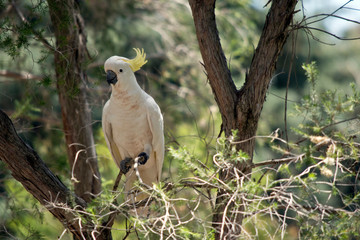 the sulphur crested cockatoo is perched in a tree