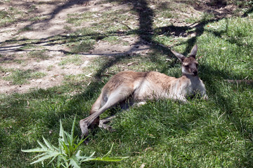 the western grey kangaroo is resting in the grass