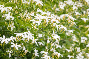 star jasmine flowers in bloom with blurred background