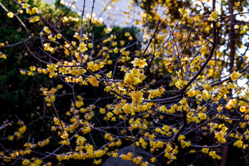 南大分のロウバイ