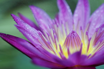 Water drop on lotus flower