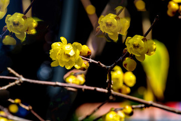 南大分のロウバイ