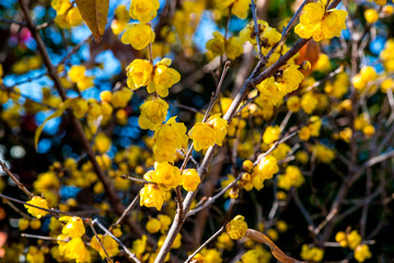 南大分のロウバイ