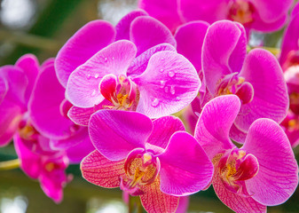 pink orchid in the park. rare varieties of orchids. exotic flowers. unusual bouquets. tropical...