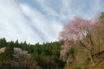 桜