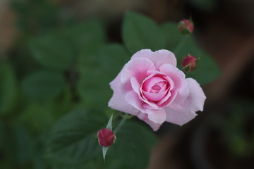 Pink rose bloom garden in day light. Valentine day or special anniversary day background