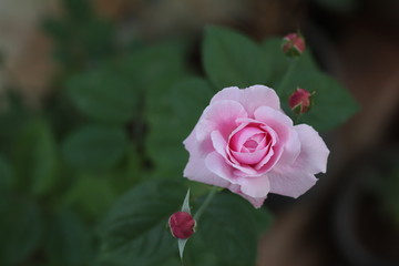 Pink rose bloom garden in day light. Valentine day or special anniversary day background