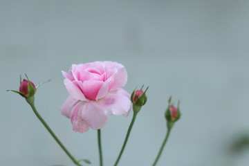 Fototapeta na wymiar Pink rose bloom garden in day light. Valentine day or special anniversary day background