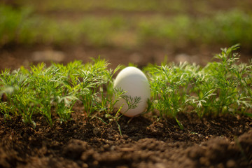 White egg lies in the young fresh green dill.