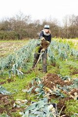 Woman Working on a Farm Field Uprooting Leeks for Harvest