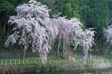 しだれ桜