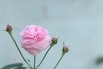 Pink rose bloom garden in day light. Valentine day or special anniversary day background