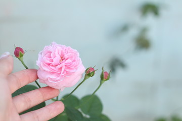 Pink rose bloom garden in day light. Valentine day or special anniversary day background