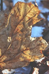 autumn leaves on tree