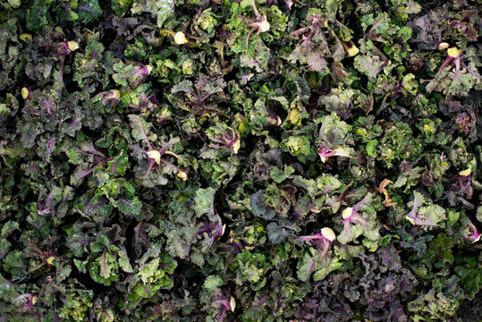 Overhead View of a Huge Heap of Kale or Kalettes for Backgrounds