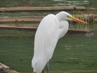 great blue heron in the water resting
