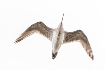 Bar-tailed Godwit