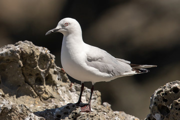 Black-billed Gull of New Zealand