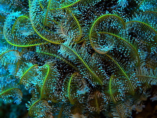 The amazing and mysterious underwater world of Indonesia, North Sulawesi, Manado, crinoid