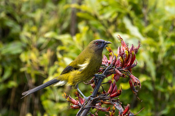 Bellbird Honeyeater of New Zealand