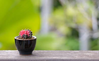 Lophophora williamsii, Cactus or succulents tree in flowerpot on wood striped background