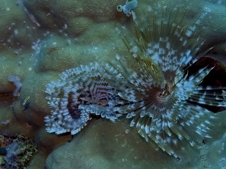 Naklejka na ściany i meble The amazing and mysterious underwater world of Indonesia, North Sulawesi, Manado, tube worm