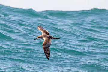 Buller's Shearwater