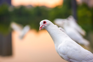 White dove looking at camera at sunset in Chengdu, Sichuan province, China