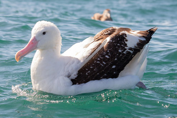 Gibson's Wandering Albatross