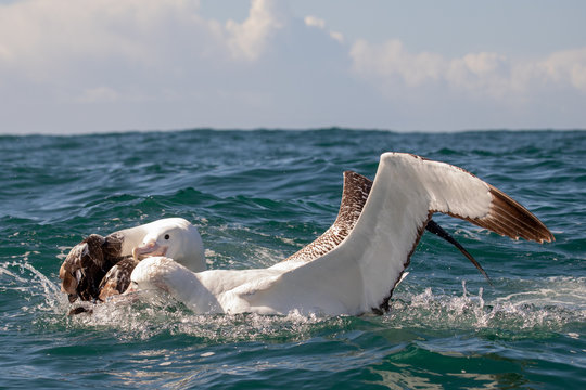 Gibson's Wandering Albatross