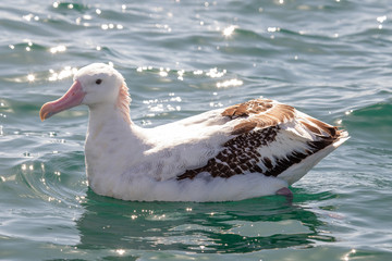 Gibson's Wandering Albatross