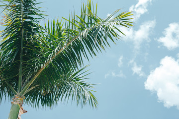 palm leaves against the blue sky