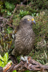 Kea - Alpine Parrot of New Zealand