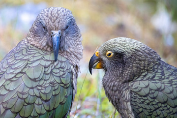 Kea - Alpine Parrot of New Zealand