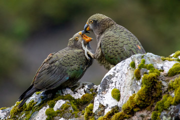 Kea - Alpine Parrot of New Zealand