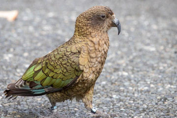 Kea - Alpine Parrot of New Zealand