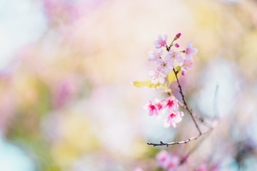 Spring nature,Bloom pink flowers and bright skies