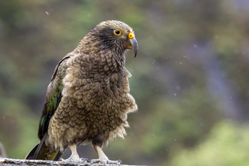 Kea - Alpine Parrot of New Zealand