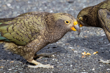 Kea - Alpine Parrot of New Zealand