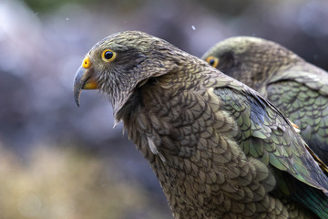 Kea - Alpine Parrot of New Zealand