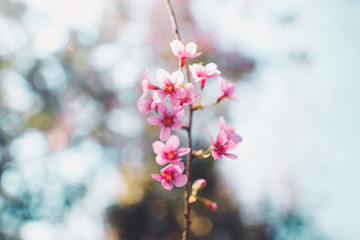 Spring nature,Bloom pink flowers and bright skies
