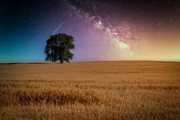 Hot summer night with cereal field ready for harvest, starry sky and lone standing green tree in...