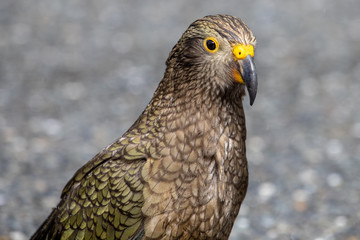 Kea - Alpine Parrot of New Zealand