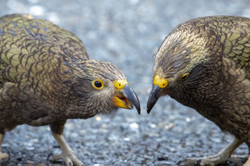 Kea - Alpine Parrot of New Zealand