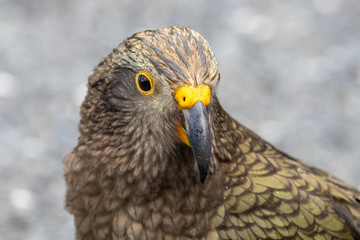 Kea - Alpine Parrot of New Zealand