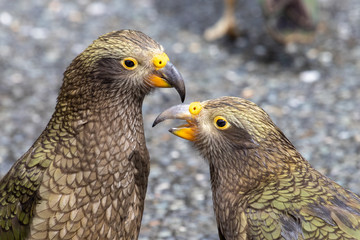 Kea - Alpine Parrot of New Zealand