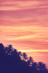 Sky with palm trees silhouettes at sunrise, color toning applied.